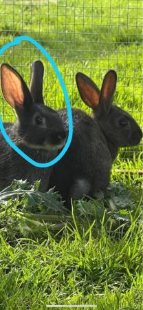 Image 2 of Rabbits for sale ( male bunnies )