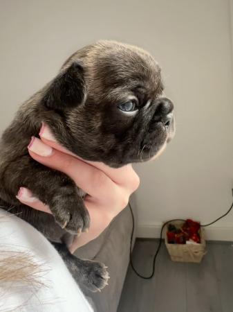 Image 10 of Lilac and Merle carriers French Bulldog Puppies