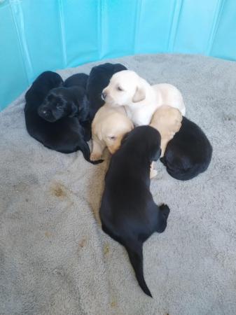 Image 2 of 8 week Labrador puppies for sale