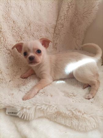 Image 5 of Adorable KC reg female chihuahua puppies.