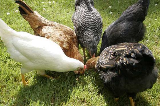 Preview of the first image of Hens for sale (vaccinated)....all healthy birds.......