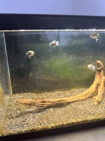 Image 3 of Puffer fish and fish tank