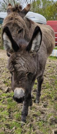 Image 2 of Mediterranean miniature donkey for sale