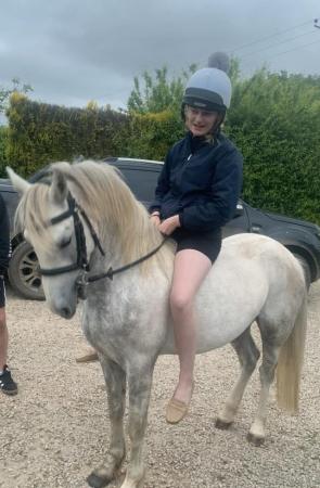 Image 3 of Dartmoor pony gelding five years old