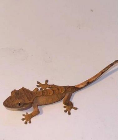 Image 5 of I have 6 amazing baby crested geckos 3 left
