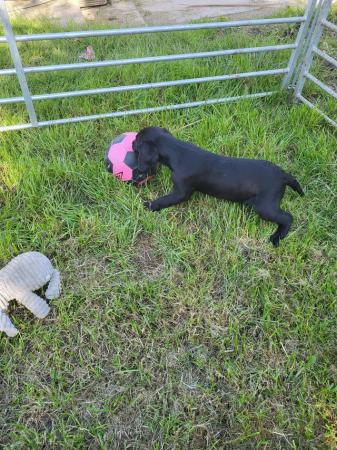 Image 13 of Beautiful Labrador Puppies For Sale