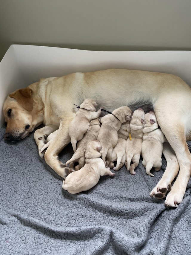 Preview of the first image of KC Registered Labrador Puppies.