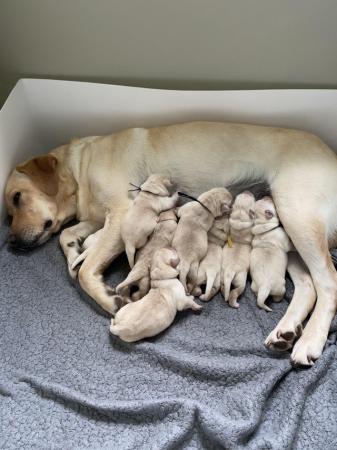 Image 1 of KC Registered Labrador Puppies