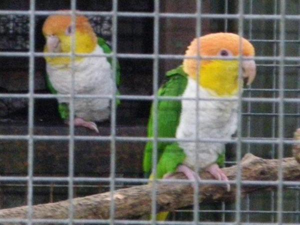 Image 3 of 2022/23 Green Thighed Caiques, homebred and parent reared