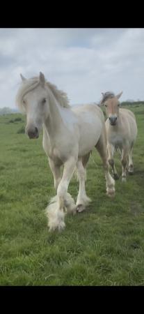 Image 1 of Outstanding 2 year old palomino and white gelding