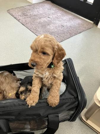 Image 17 of Cockapoo F1, puppies for sale, parents KC reg, Show/toy