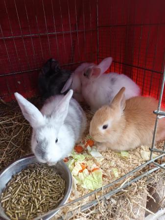 Image 9 of Mini lops 8wks old 5  £30 or two for £50