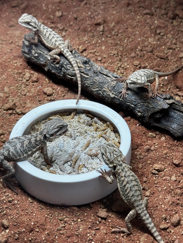 Preview of the first image of Bearded dragon babies 7 weeks old.