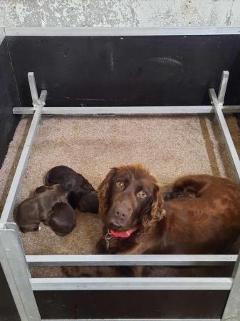 Image 5 of KC registered Cocker Spaniel puppies for sale