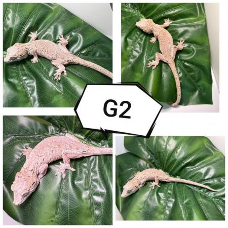 Image 4 of Various gargoyle geckos ( R. auriculatus)