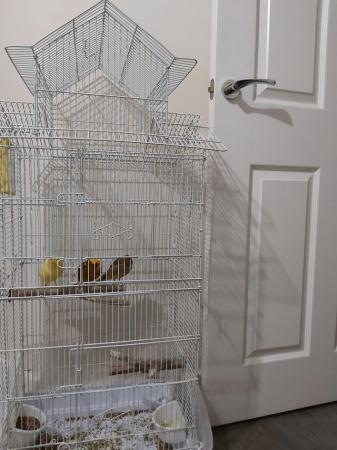 Image 1 of 3 yorkshire canaries with cage