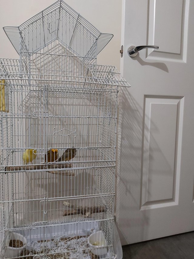 Preview of the first image of 3 yorkshire canaries with cage.
