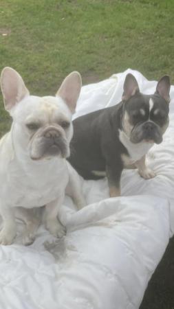 Image 4 of 18 week old French Bulldog puppies