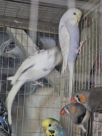 Image 3 of 6-7 month old baby budgies for sale