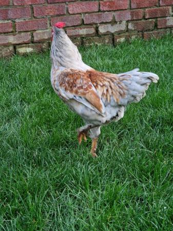 Image 1 of An amazing 5 month old Cockerel for sale!