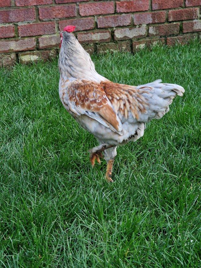 Preview of the first image of An amazing 5 month old Cockerel for sale!.