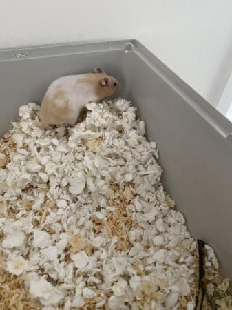 Image 5 of 13 week old hamster for rehome