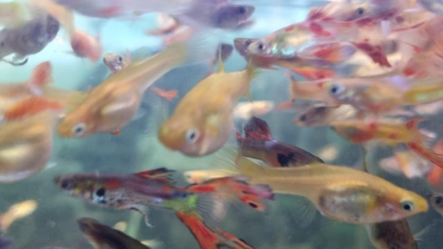 Image 2 of Baby guppies 10 for £10 Bright colours. All ages.