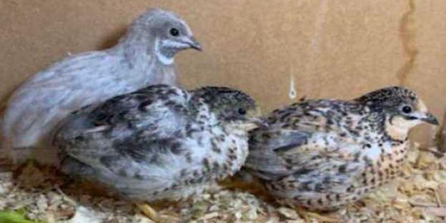 Image 37 of QUAIL HATCHING EGGS/4 BREEDS !