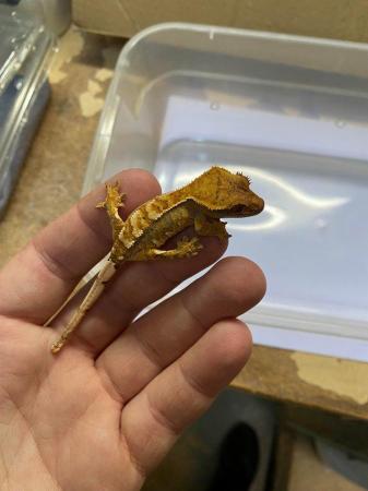 Image 4 of Partial pinstripe tiger crested gecko £70