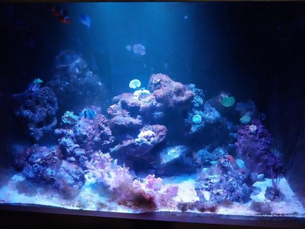 Image 4 of Marine tank reef tank saltwater tank. Corals lights fish etc