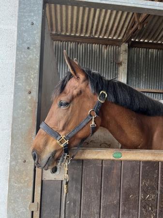 Image 1 of DRAGON 5 year old thoroughbred gelding *great potential*