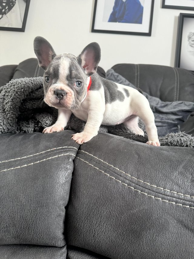 Preview of the first image of french bull dog puppy looking for her new home.