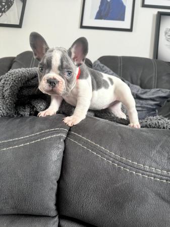 Image 1 of french bull dog puppy looking for her new home