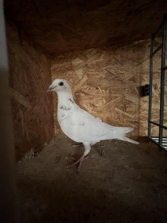 Image 1 of White pigeons females…………………..