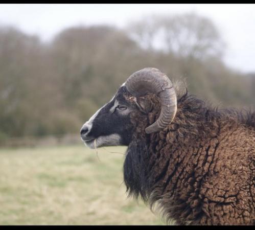 Image 1 of Proven Soay Rams, Born2022