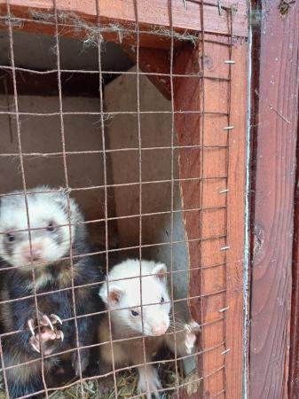 Image 2 of Ferrets , male and female pair