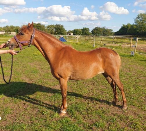 Image 1 of 13hh welsh very easy flashy project/show pony/ Alrounder