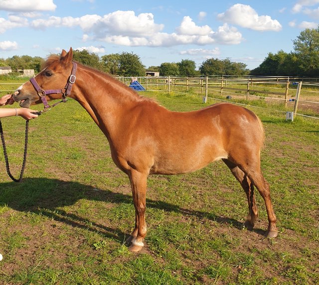 Preview of the first image of 13hh welsh very easy flashy project/show pony/ Alrounder.