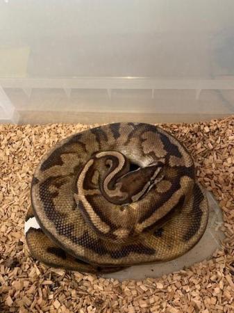 Image 2 of Royal pythons - various morphs
