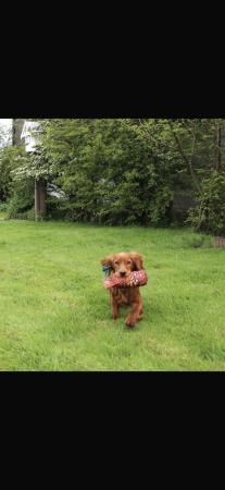 Image 4 of FTCH sired red cocker spaniel puppies
