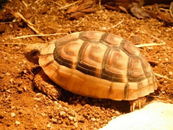 Image 5 of Male marginated Tortoise