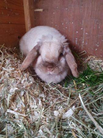 Image 6 of Spayed mini lop girl for adoption Vac rhd2