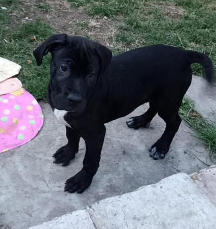 Image 9 of NEEDS A FOREVER HOME! (F) Cane Corso Pup