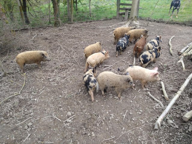 Preview of the first image of mangalitza X large white X kune kune weaners.
