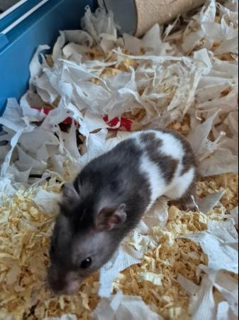 Image 2 of Syrian hamster and cage