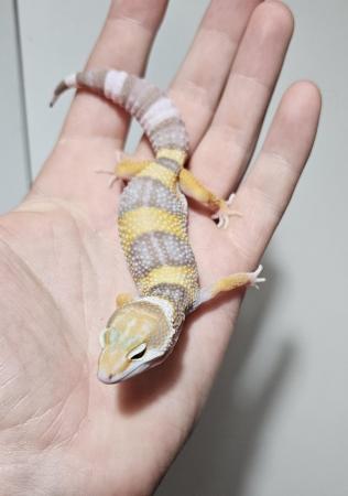 Image 2 of Home bred leopard gecko ready next weekend