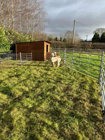 Image 20 of BAS REGISTERED BEAUTIFUL QUALITY BABY ALPACAS