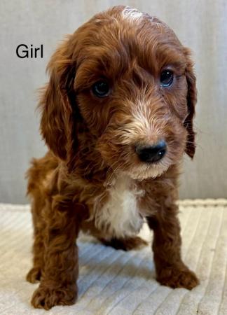 Image 1 of Out standing litter of Irish doodle puppies