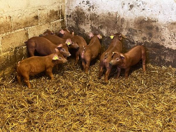 Image 3 of Duroc weaners (pedigree birth notified) for fattening.
