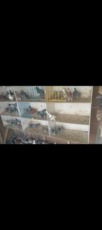 Image 3 of Racing pigeons for sale